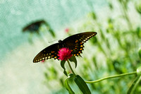 INSECTS