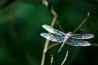 IMG_8839a