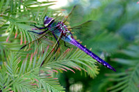 IMG_0892a