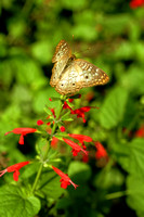 IMG_0106a