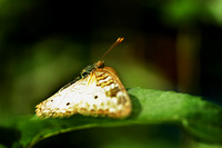 IMG_0127a